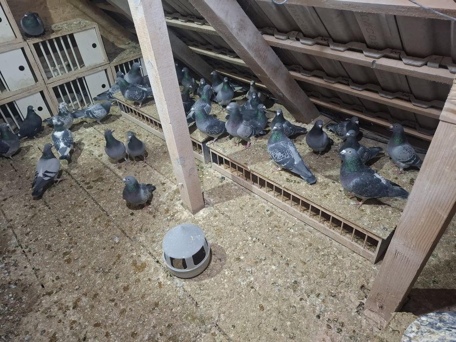 Porumbei voiajori de vanzare 50 ron