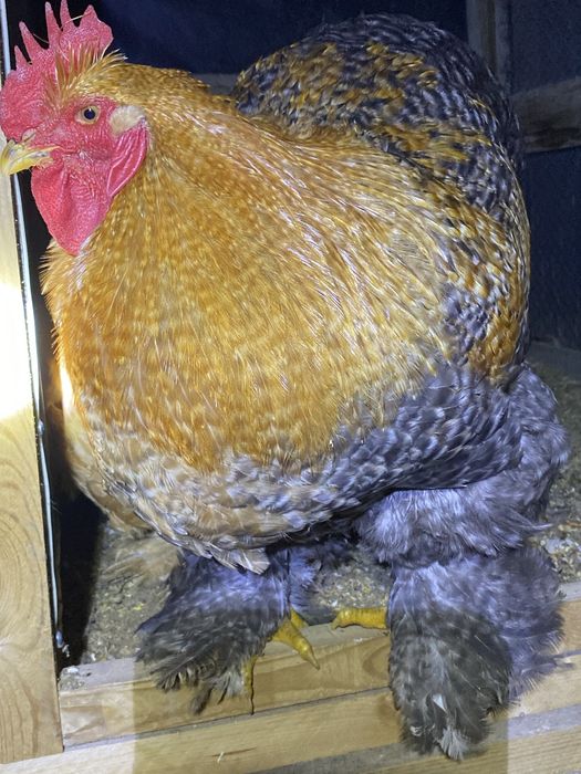 Кохинхин окрас криль