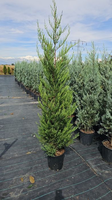 Tuia leylandii inaltime 1.50m 1.80m 2m 2.50m 3m 3.50m