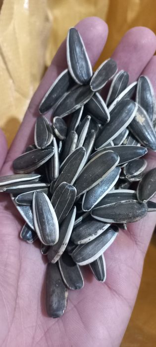 Хитой пистаси/ семечка