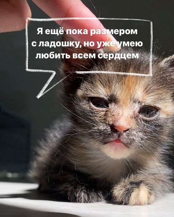 Маленький котёнок даром