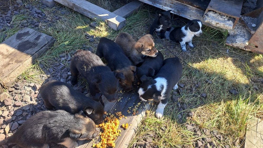 Ищем дом для 10 малышей