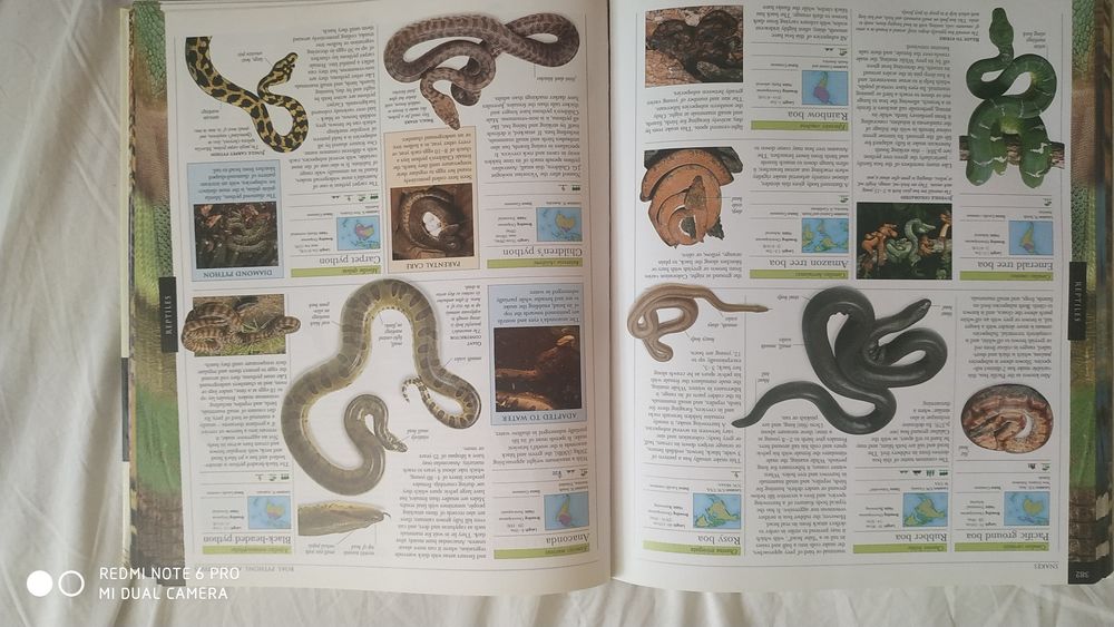 Энциклопедия DK Animals