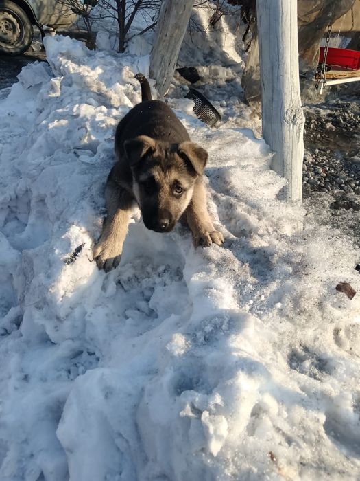 Продам щенков ВЕО