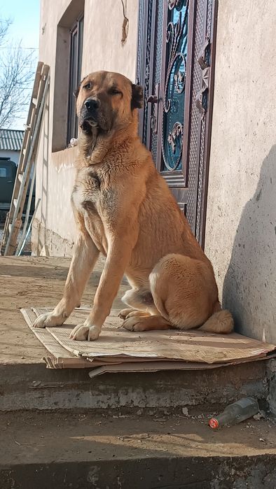 Төбет  сатылады.