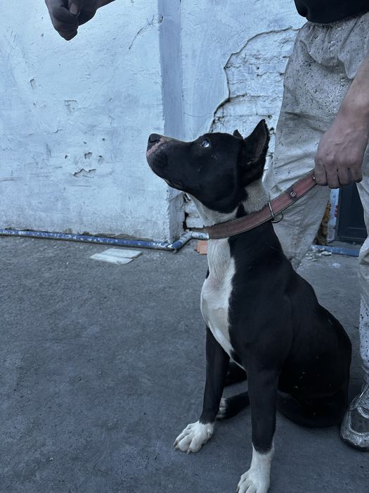 zotdor staffer sotiladi