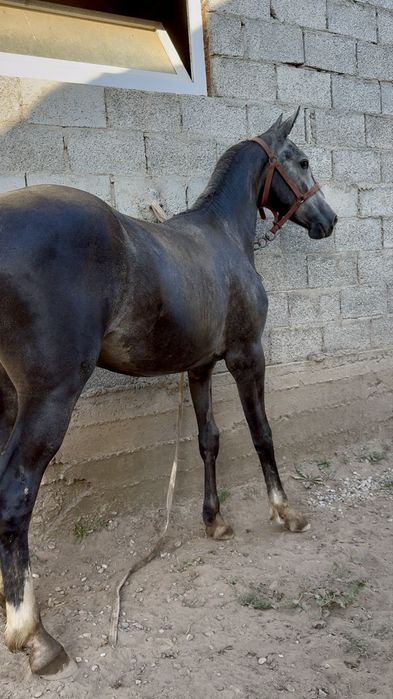 Продам Орловскую Кобылку