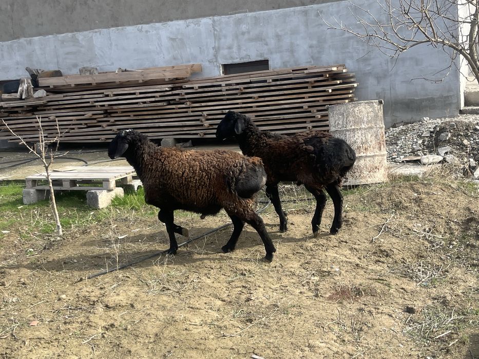 Қошқар кошкар семіз биай жеп тұрған