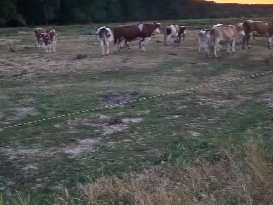 Vând 34 vaci și 15 vitei