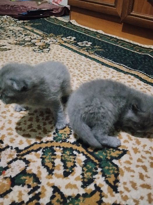 Skotish fold 2ta bolasi va otasi