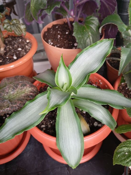 Комнатные растения продам