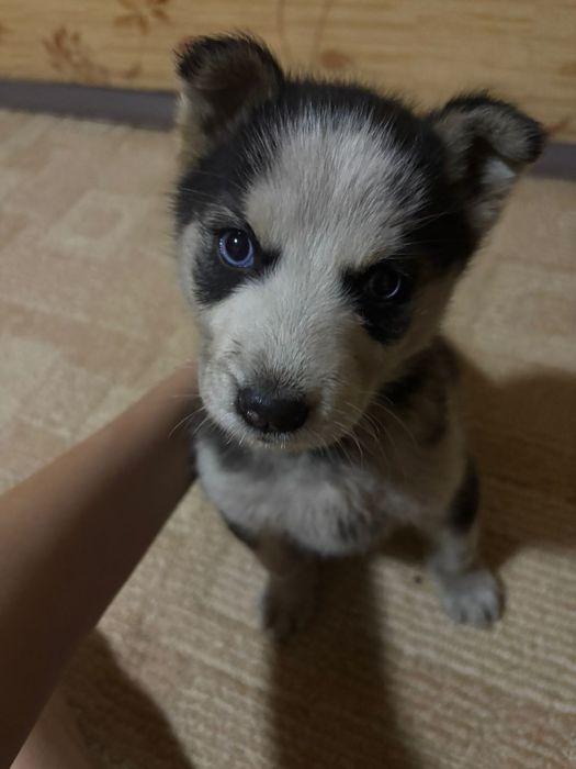 Щеночек хаски девочка