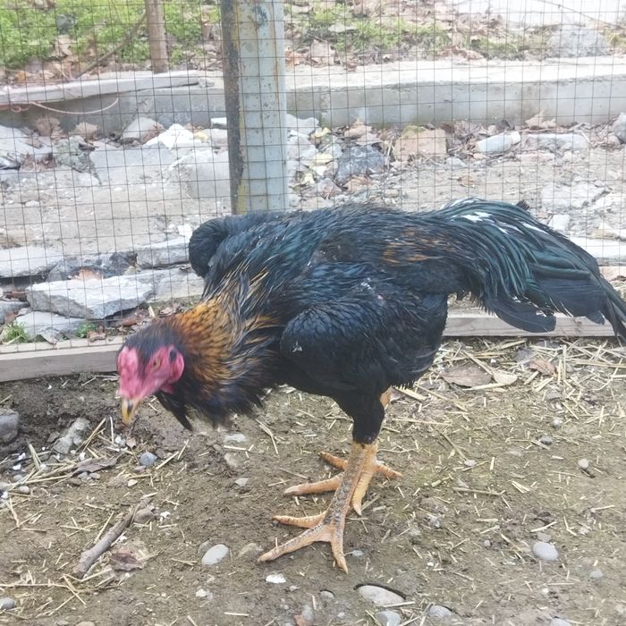 Dakan xoroz sotilad toshkent