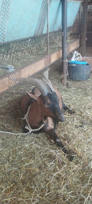 Vand  tap rasa Alpina Franceza