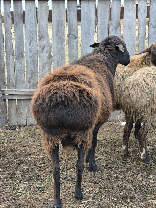 Продам барана, кошкар