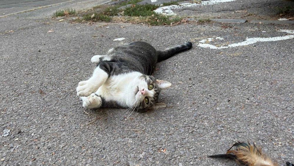 Fulg, motan de 4 ani, castrat