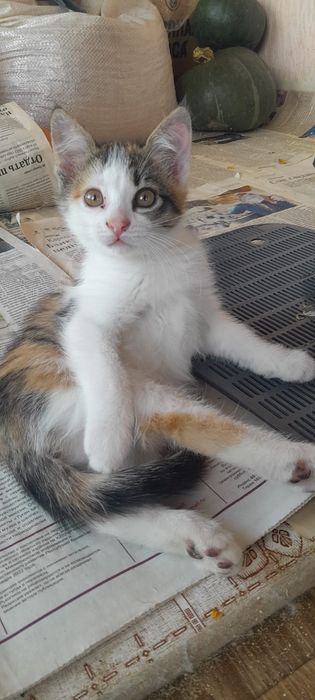 Котята для удачи!