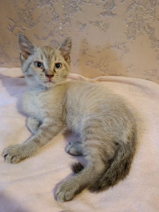 Отдам котенка в добрые руки