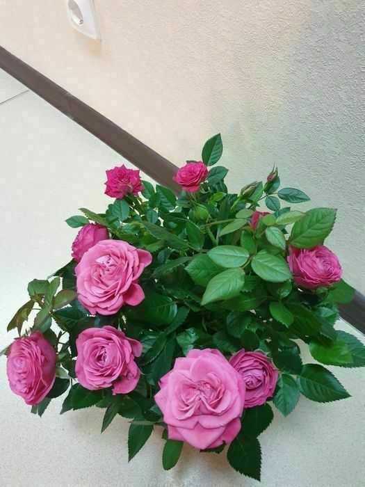 Продам комнатные цветы