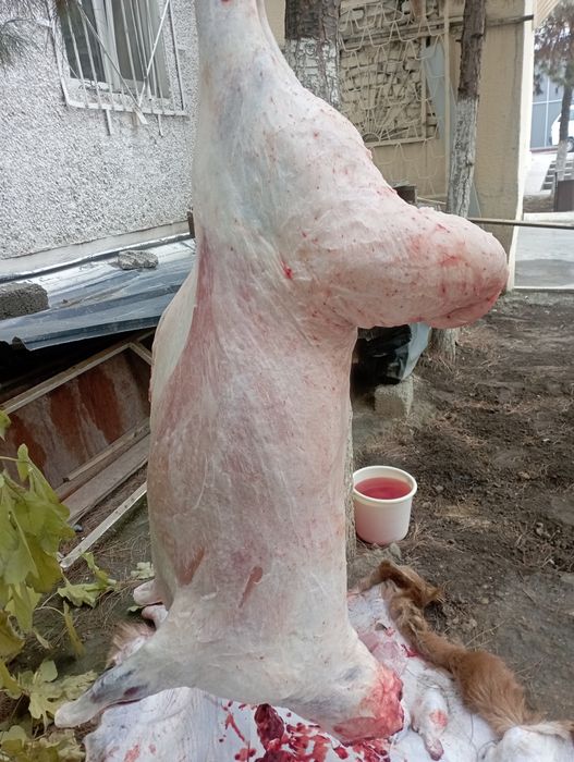 Qassob-Қассоб сервис хизмати