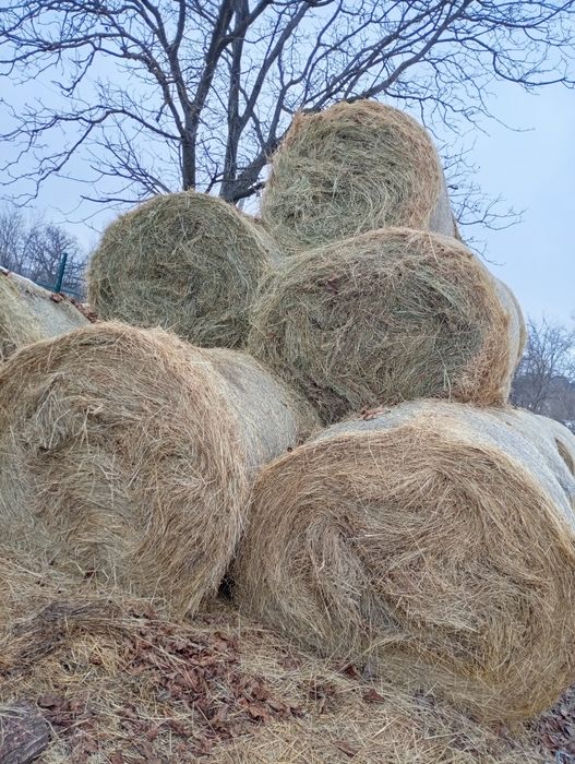 Vând baloti rotunzi 150 cm preț 250 ron