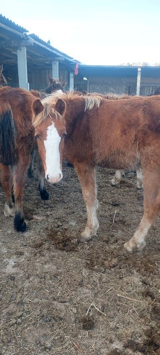 Продам 20 голов жеребчиков