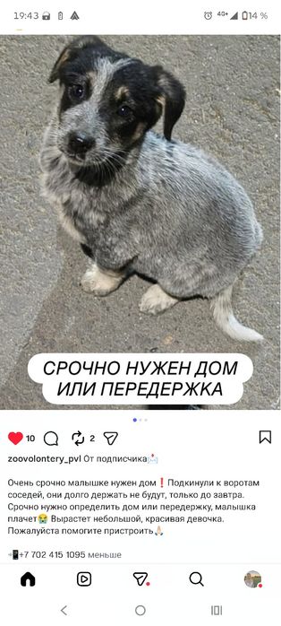 Срочно ищем дом малышке!