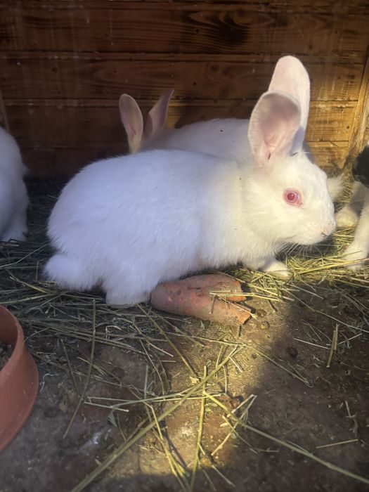 Iepurasi panon varsta 1 luna jumate