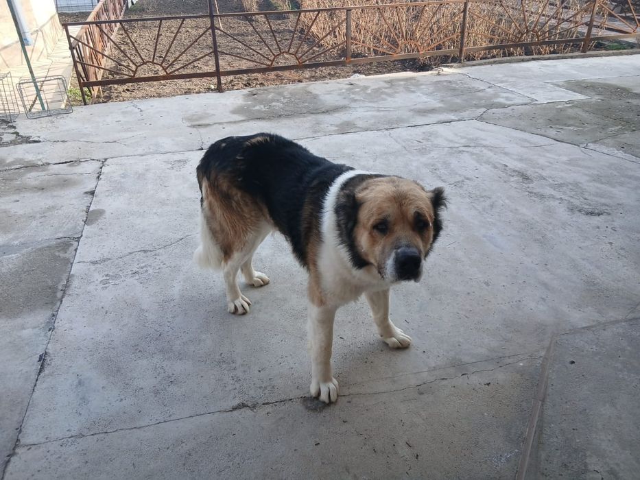 Продается алабай!