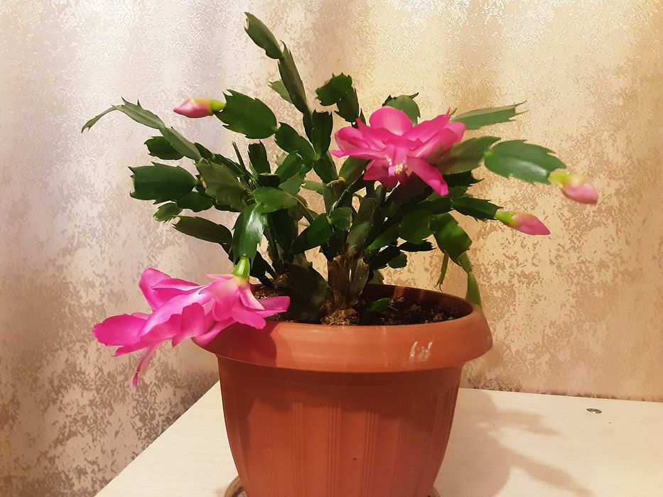 Комнатные цветы - алое лечебное