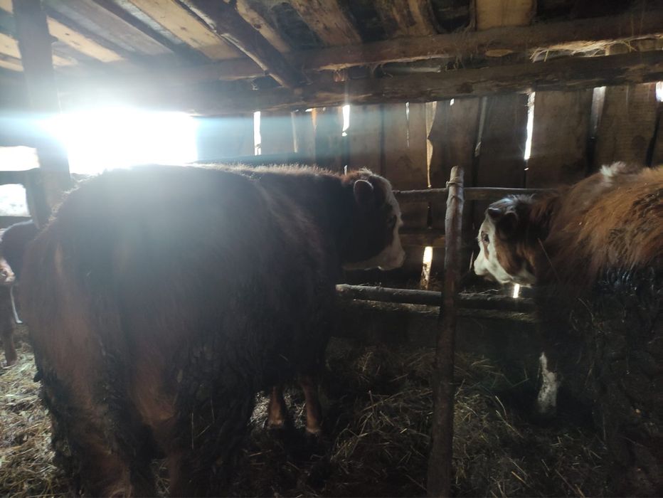 Срочно продам 4 головы бычков