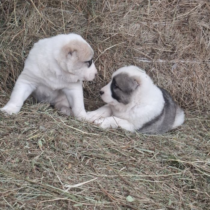 Продам щенков Алабая