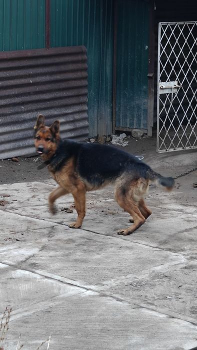 Отдам в хорошие руки