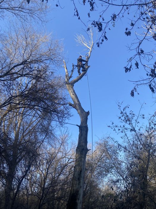 Спил дерева , Агаш  кесемыз профи