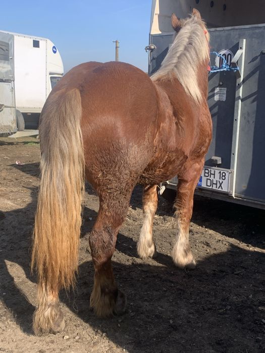 Vand manz …………….