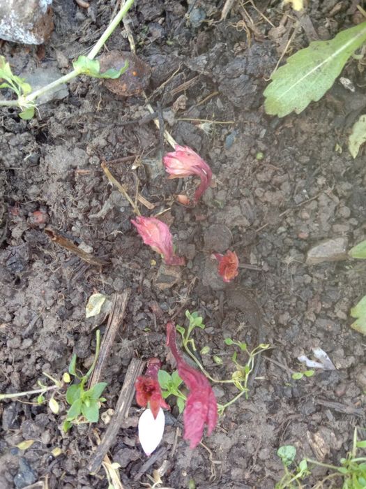 Многолетние цветы,хризантема,гайлардия,пион