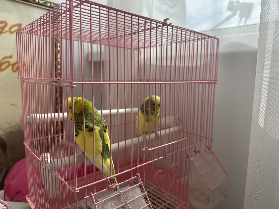 Клетка с попугаями