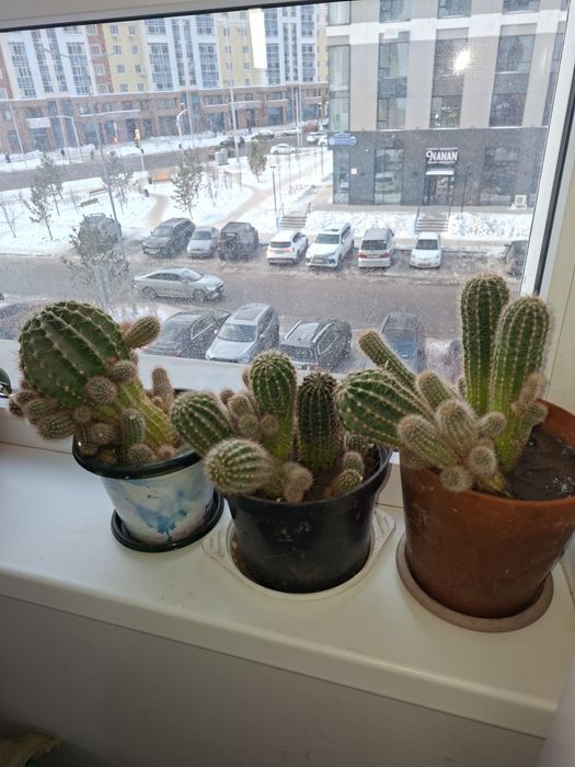 Кактусы разных размеров  много