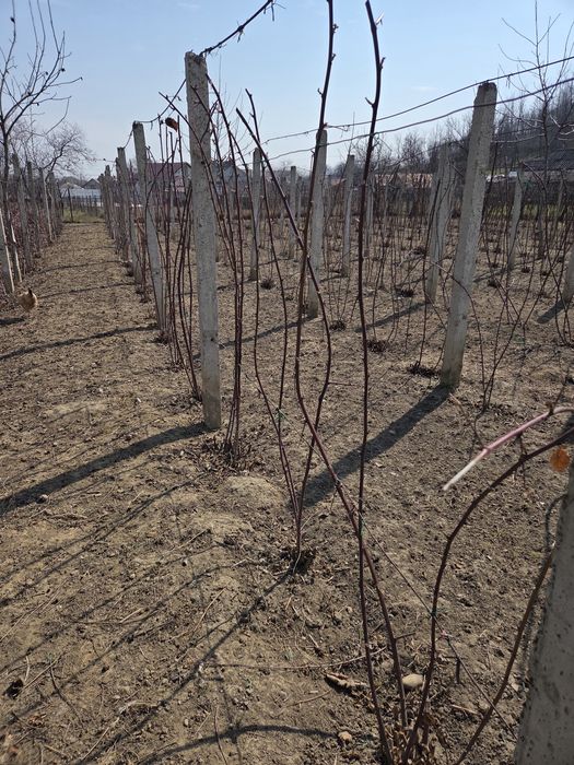 Butași  de mure altoi