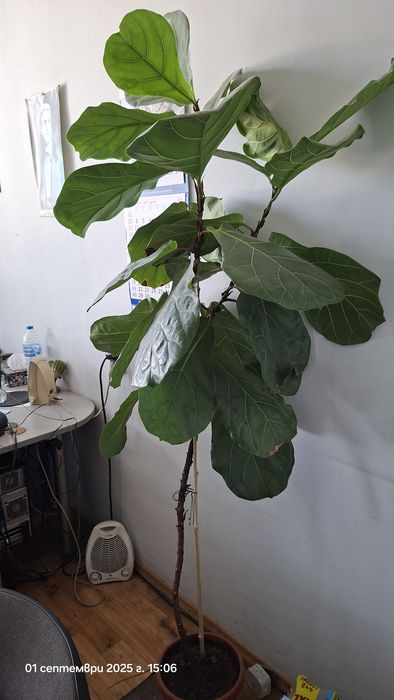 Бенджамин; Фикус (Ficus elastica); Фикус "Лирата