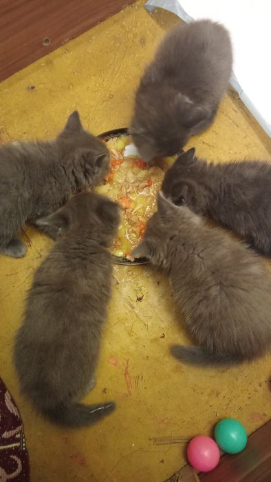 Отдам котят в хорошие руки