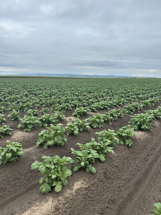 Sămânță de cartofi 2025