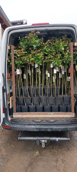 Vând Laur englezesc