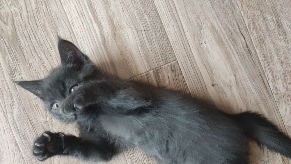 Отдам котенка в добрые руки