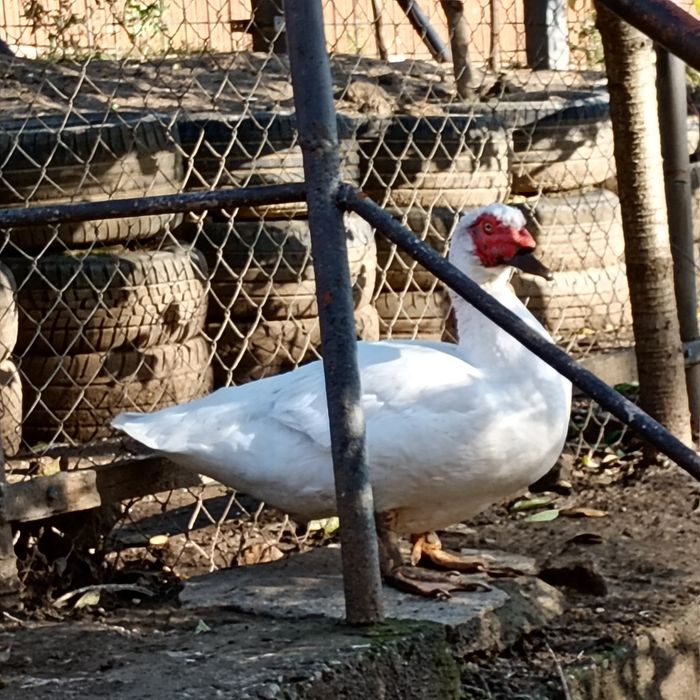 Familii de rațe leșești