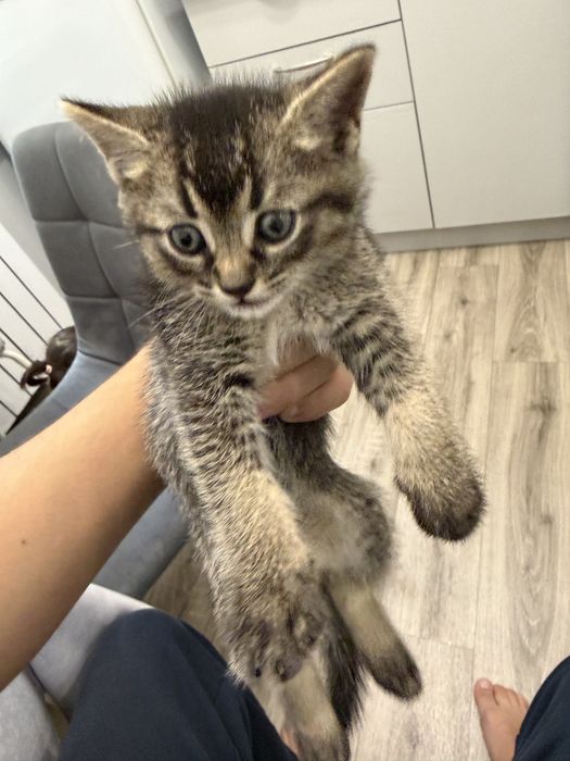 Шиншилла котенок