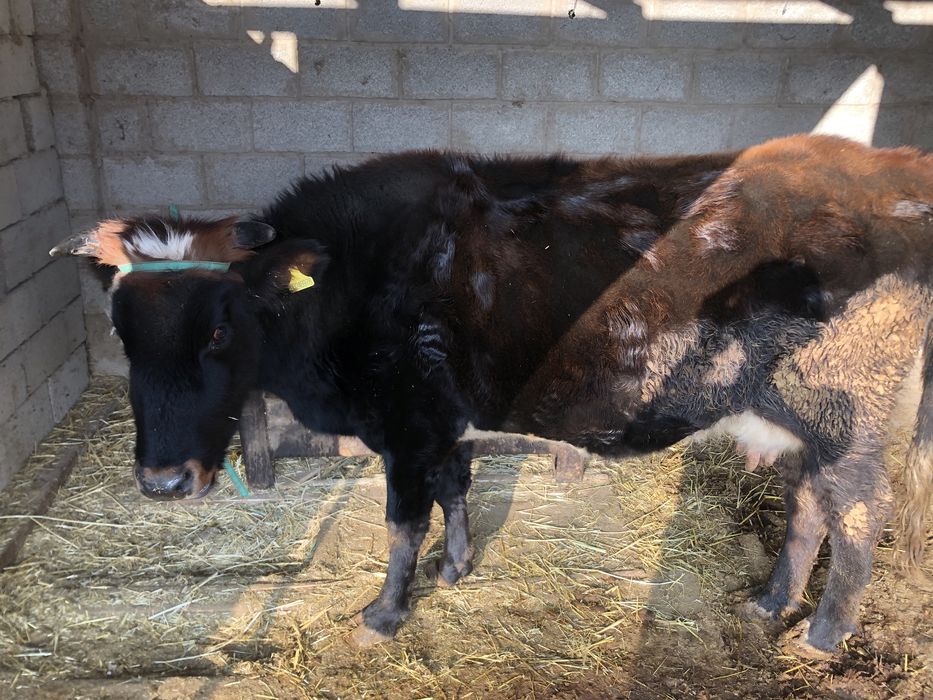 Продаётся корова доиная