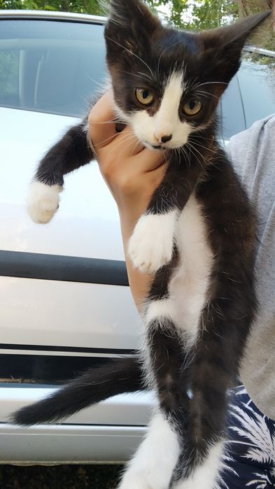 Подарявам малки котенца