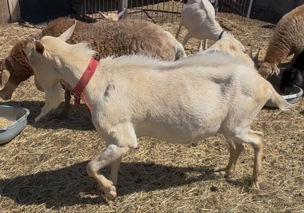 Продам козла Альпийского