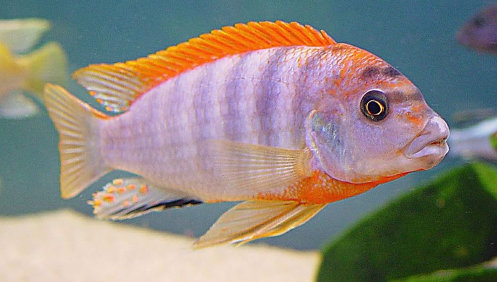 Vand Ciclide africane